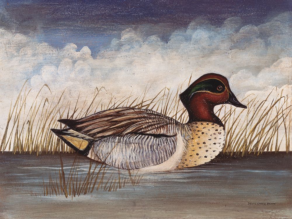 Green Wing Teal art print by David Carter Brown for $57.95 CAD