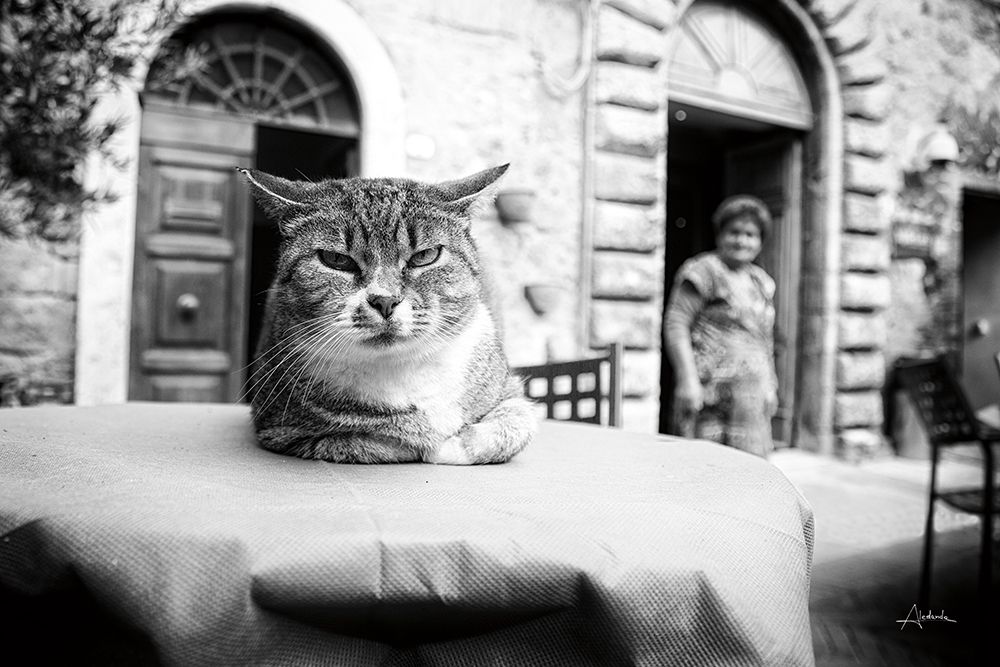 Cafe Cat art print by Aledanda for $57.95 CAD