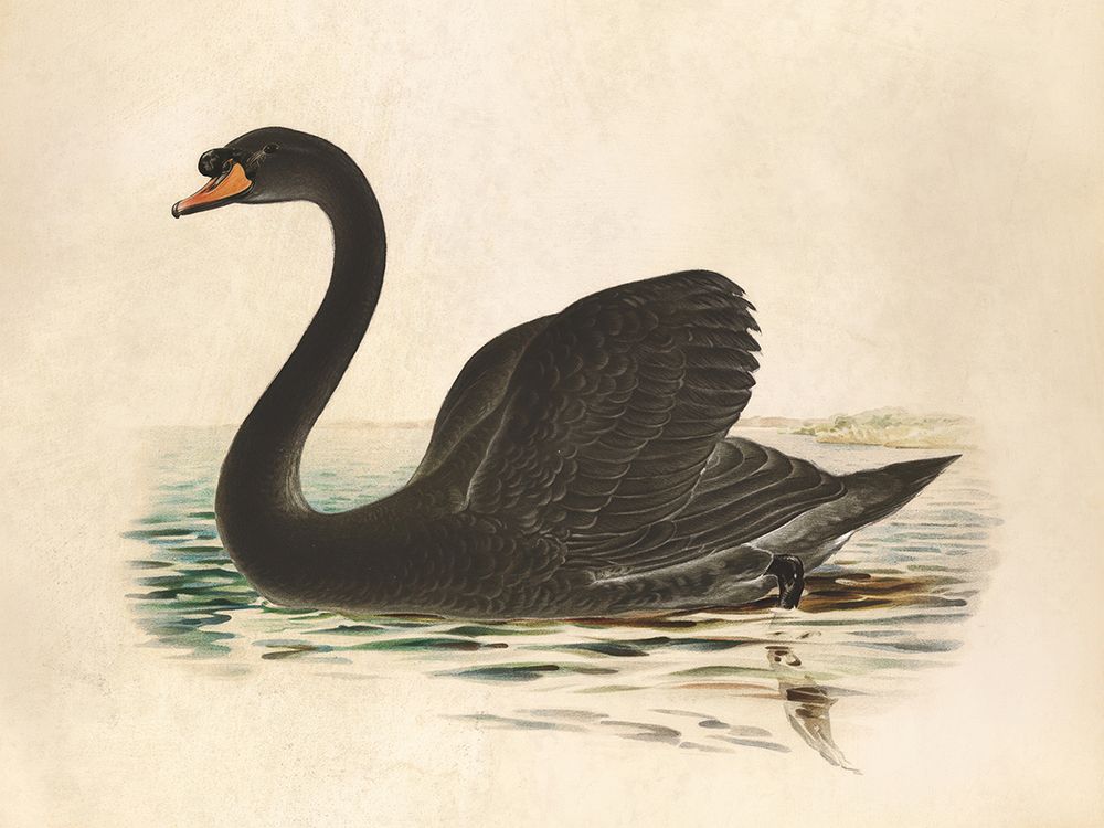 Antique Black Swan art print by Wild Apple Portfolio for $57.95 CAD