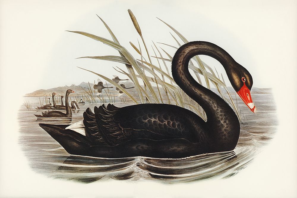 Black Swan Vintage Book art print by Wild Apple Portfolio for $57.95 CAD