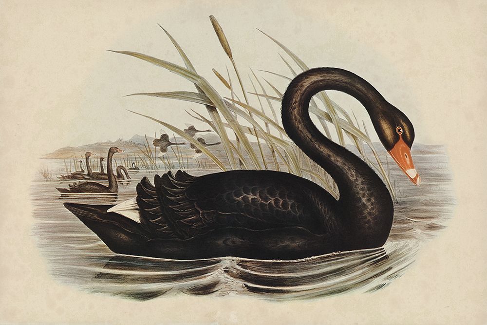 Black Swan Vintage Book Aged art print by Wild Apple Portfolio for $57.95 CAD