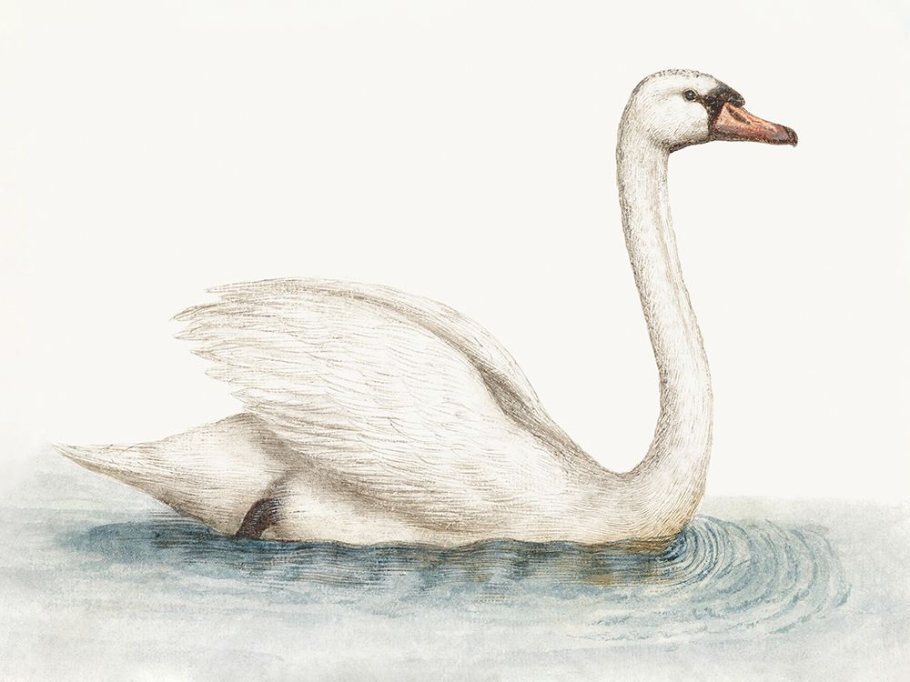 Swimming Swan art print by Wild Apple Portfolio for $57.95 CAD
