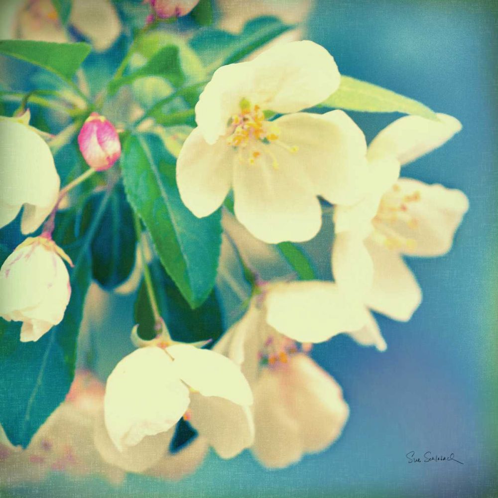 Natures Apple Blossom art print by Sue Schlabach for $57.95 CAD