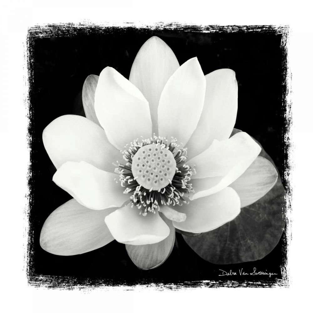 Lotus Flower II art print by Debra Van Swearingen for $57.95 CAD