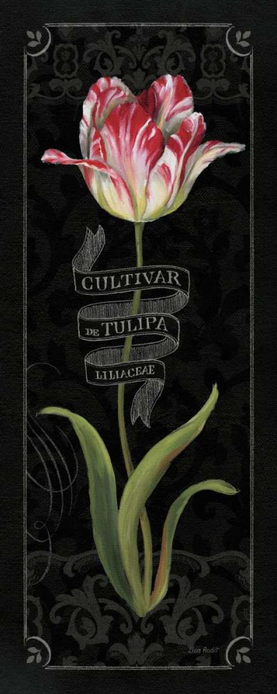 Tulipa Botanica III art print by Lisa Audit for $57.95 CAD