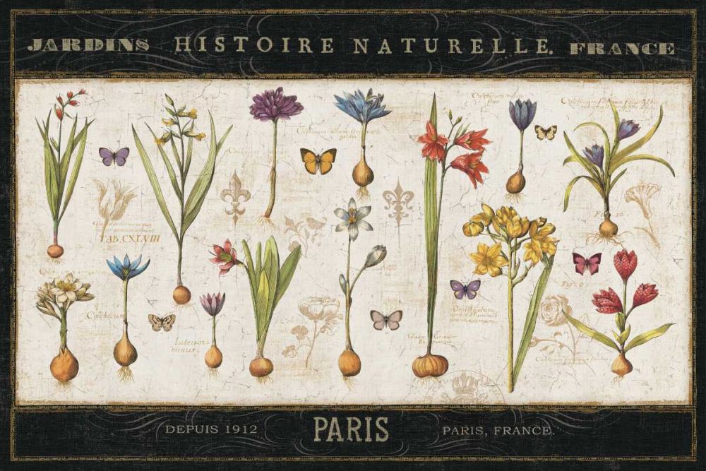 Histoire Naturelle I art print by Pela ERR for $57.95 CAD