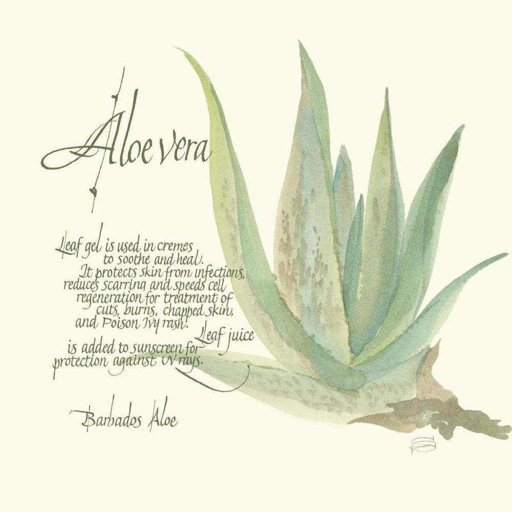 Aloe Vera art print by Chris Paschke for $57.95 CAD