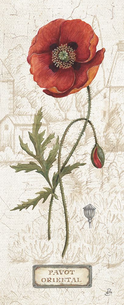 Royal Garden IV art print by Daphne Brissonnet for $57.95 CAD