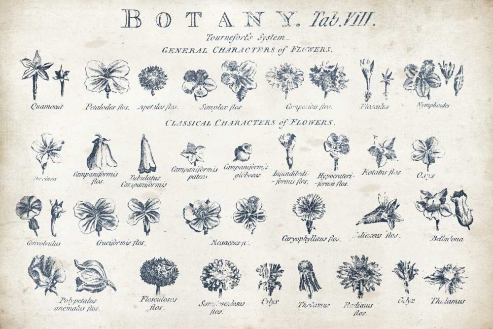 Botany Tab VIII Indigo and White art print by Wild Apple Portfolio for $57.95 CAD