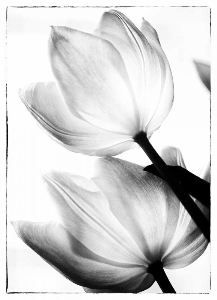 Translucent Tulips II art print by Debra Van Swearingen for $57.95 CAD