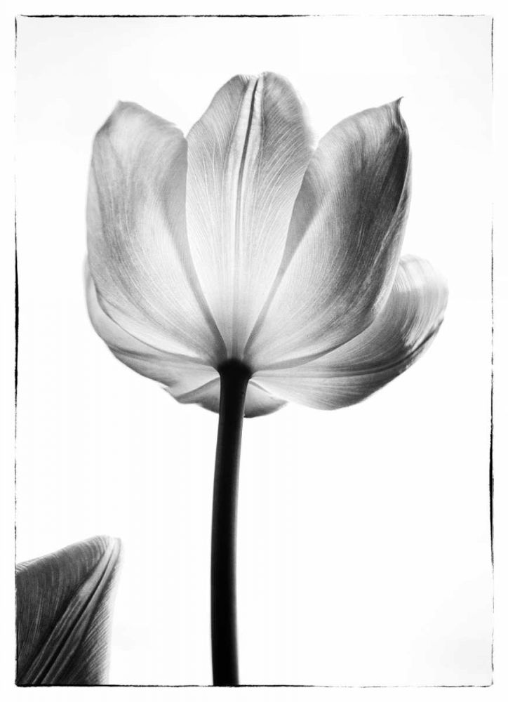 Translucent Tulips I art print by Debra Van Swearingen for $57.95 CAD