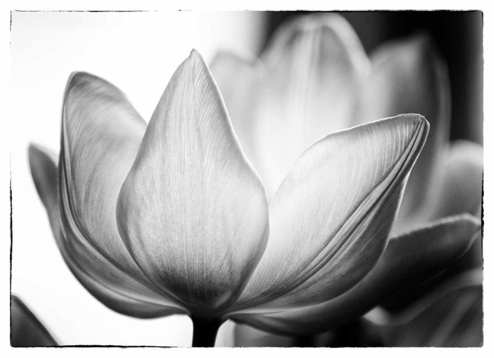 Translucent Tulips VI art print by Debra Van Swearingen for $57.95 CAD