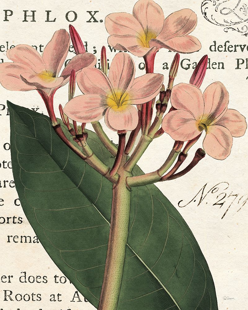 Pink Phlox Botany art print by Sue Schlabach for $57.95 CAD
