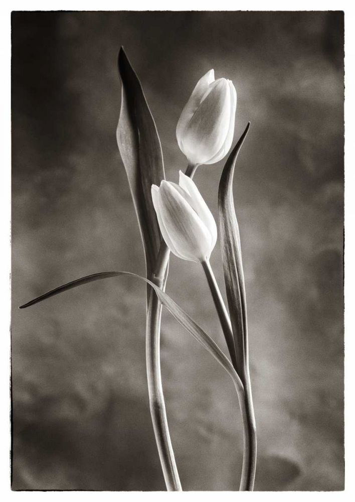 TwoTone Tulips VI art print by Debra Van Swearingen for $57.95 CAD