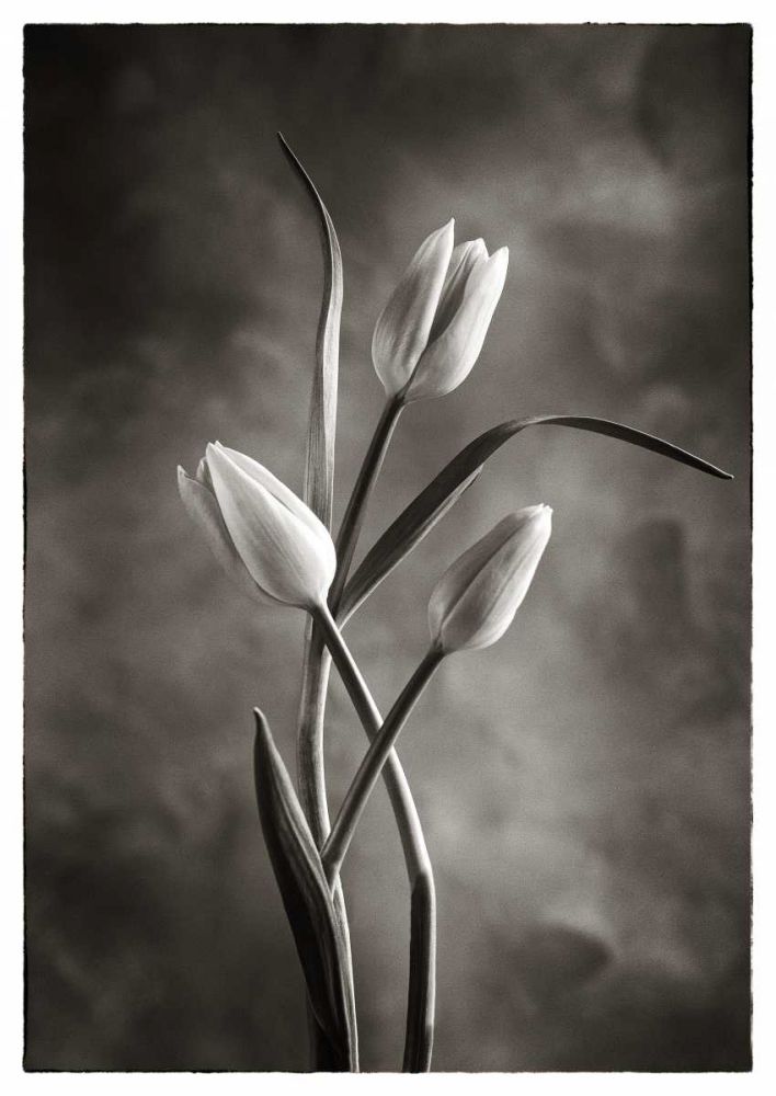 TwoTone Tulips VII art print by Debra Van Swearingen for $57.95 CAD