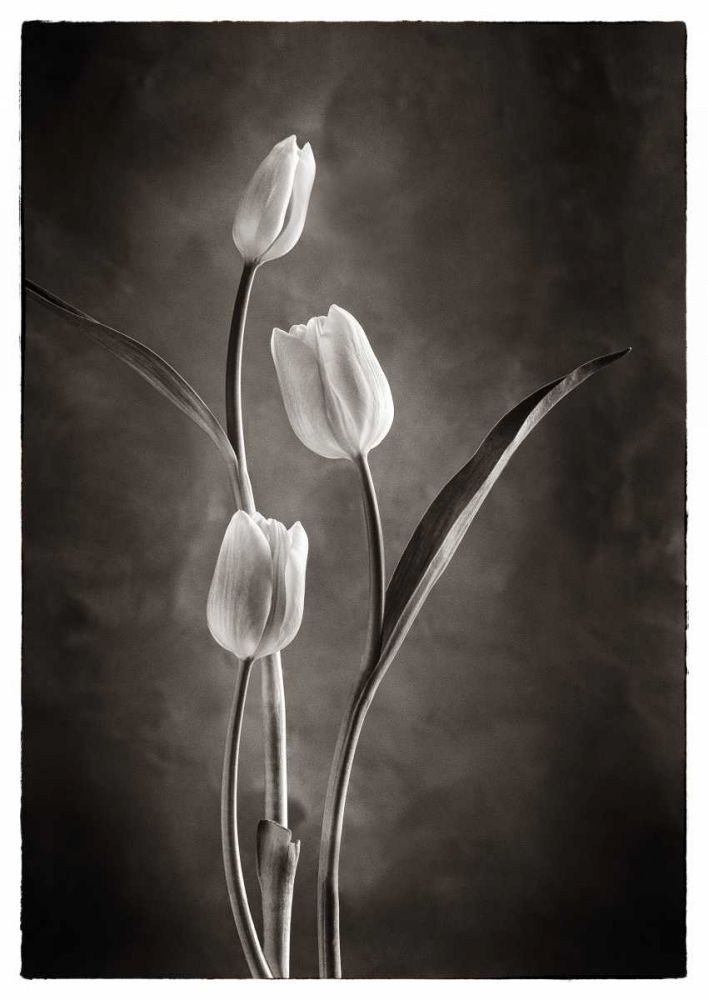 TwoTone Tulips VIII art print by Debra Van Swearingen for $57.95 CAD