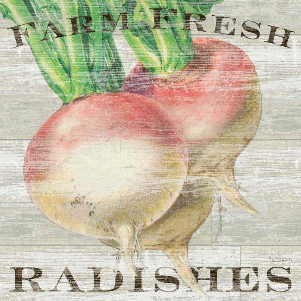 Farm Fresh Radishes art print by Sue Schlabach for $57.95 CAD