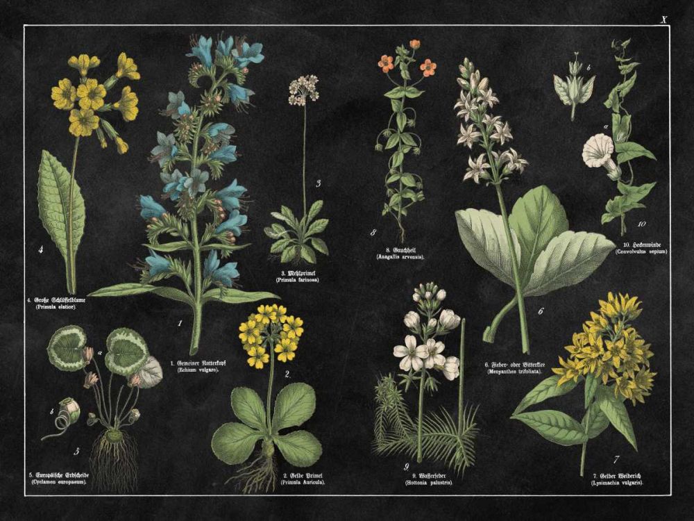 Botanical Floral Chart I Black and White art print by Wild Apple Portfolio for $57.95 CAD