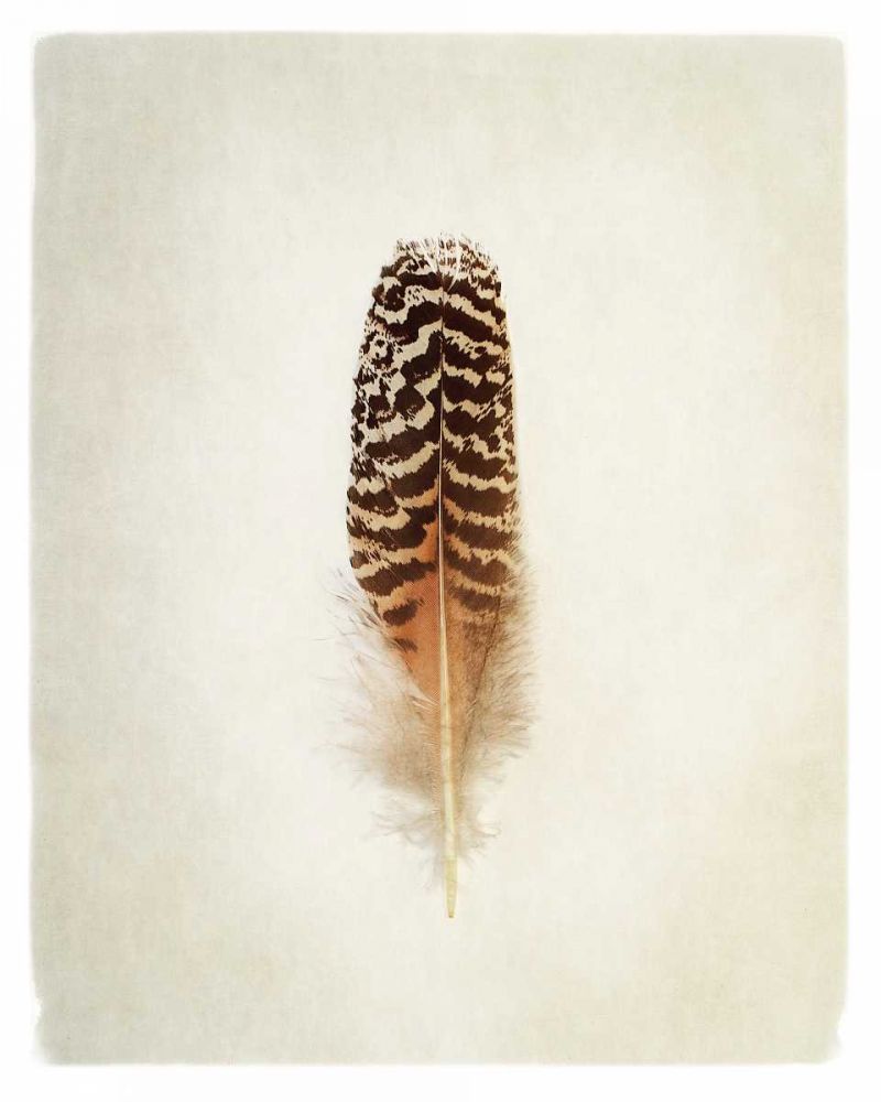 Feather I art print by Debra Van Swearingen for $57.95 CAD