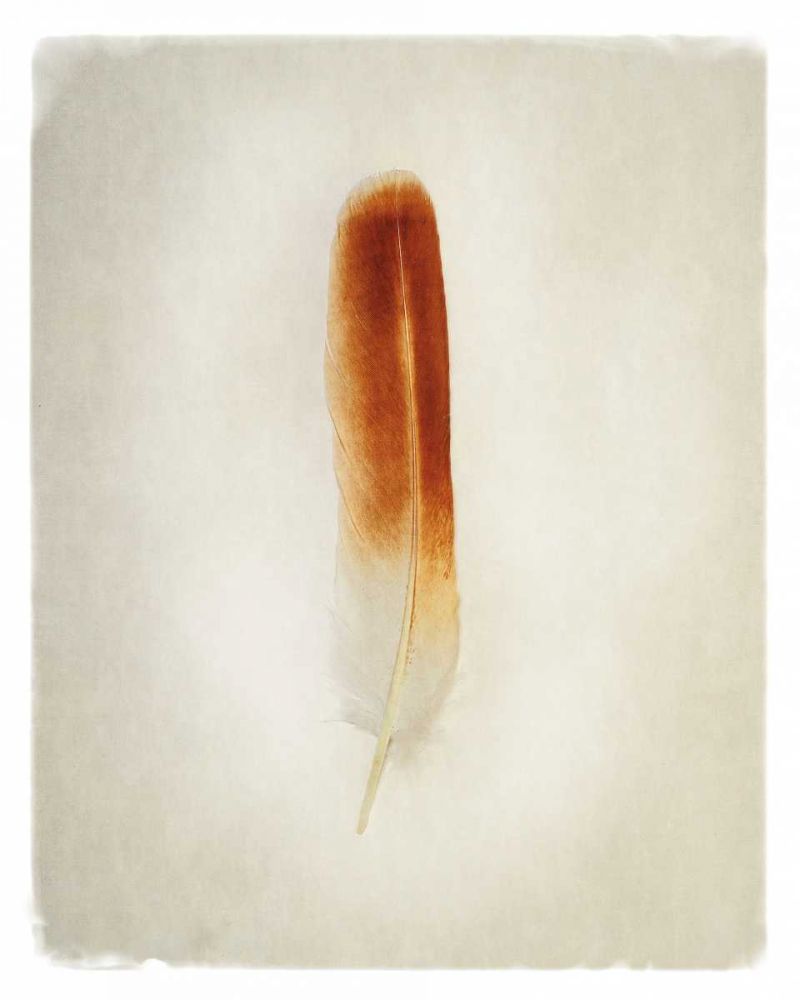 Feather II art print by Debra Van Swearingen for $57.95 CAD