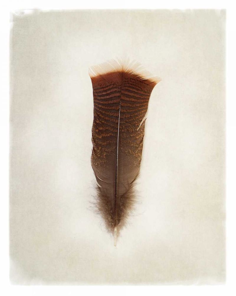 Feather III art print by Debra Van Swearingen for $57.95 CAD