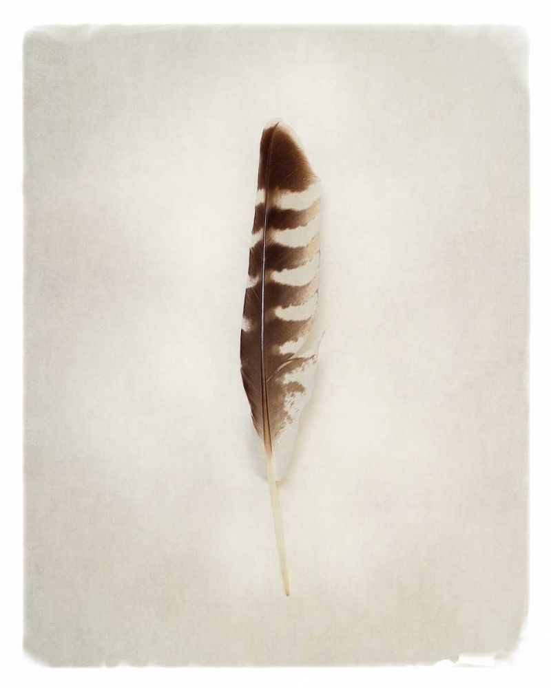 Feather IV art print by Debra Van Swearingen for $57.95 CAD