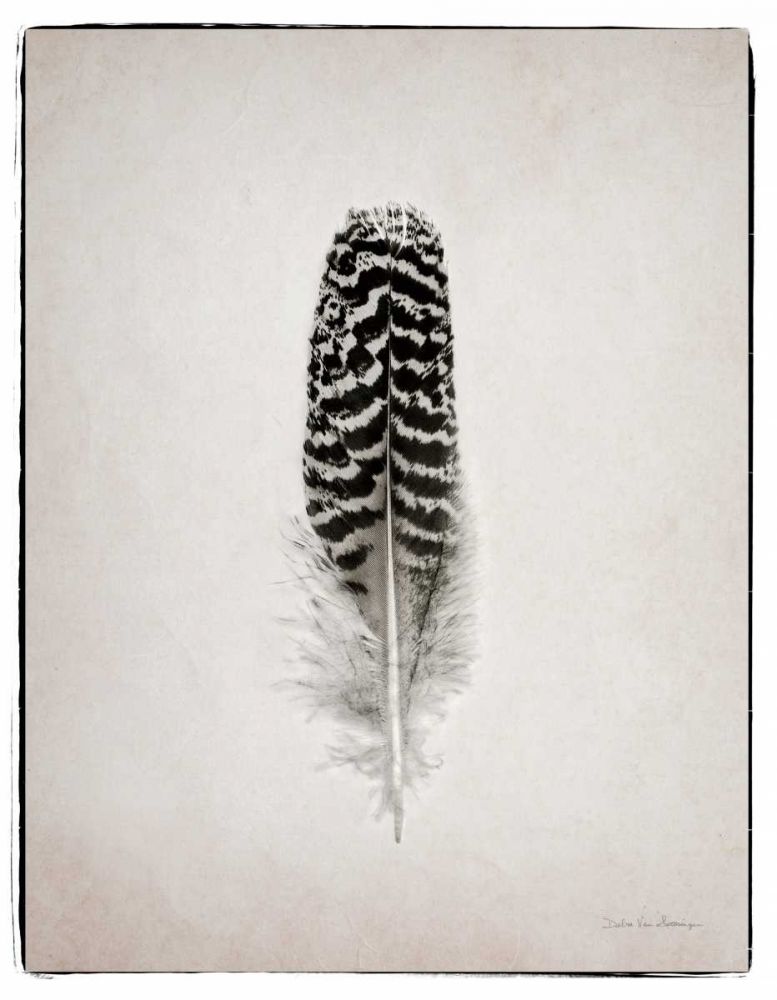 Feather I BW  art print by Debra Van Swearingen for $57.95 CAD