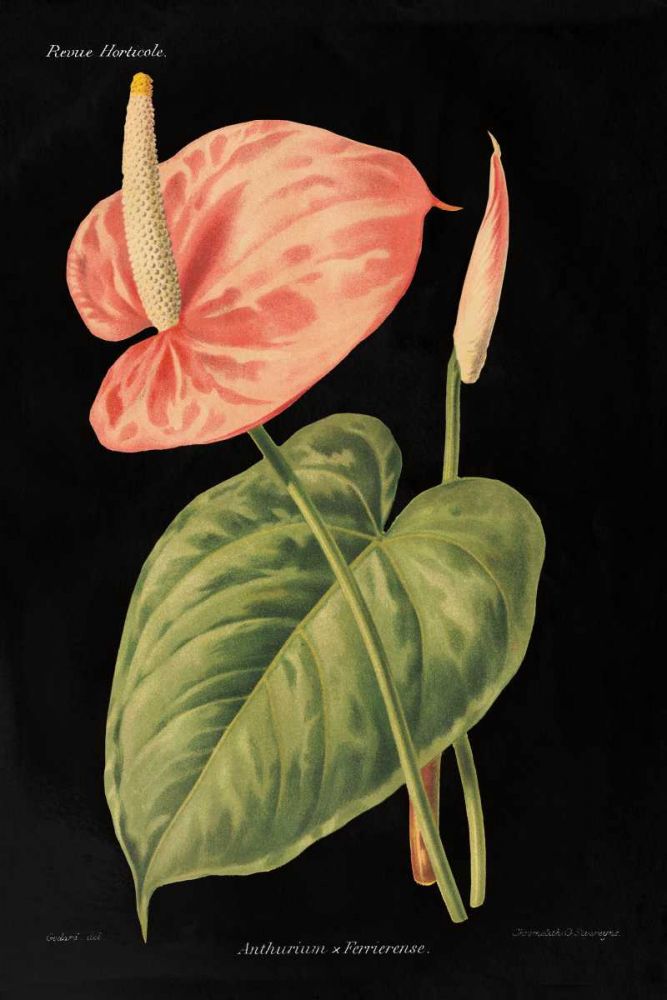 Anthurium Ferrierense on Black art print by Wild Apple Portfolio for $57.95 CAD