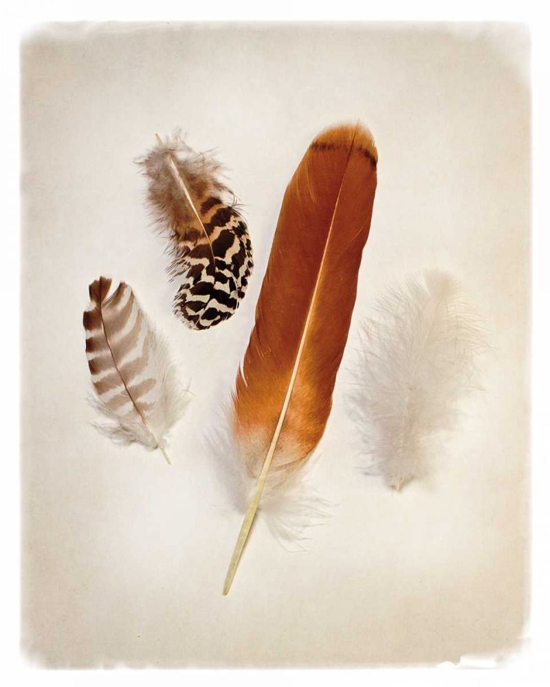 Feather Group I art print by Debra Van Swearingen for $57.95 CAD