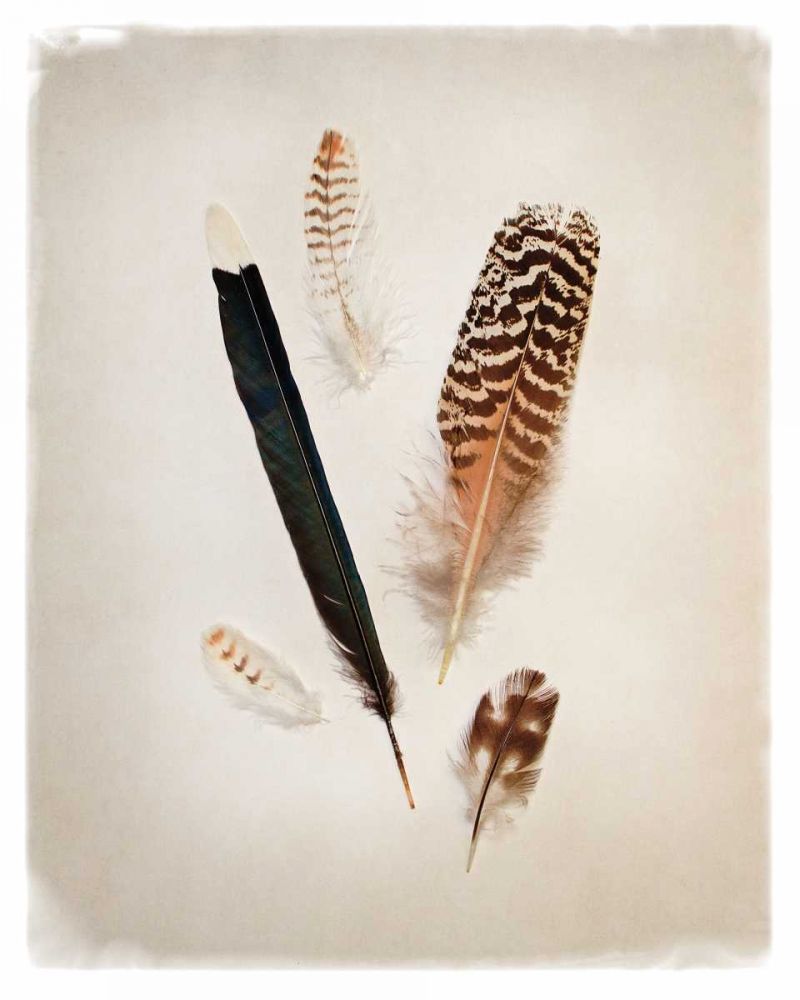 Feather Group II art print by Debra Van Swearingen for $57.95 CAD