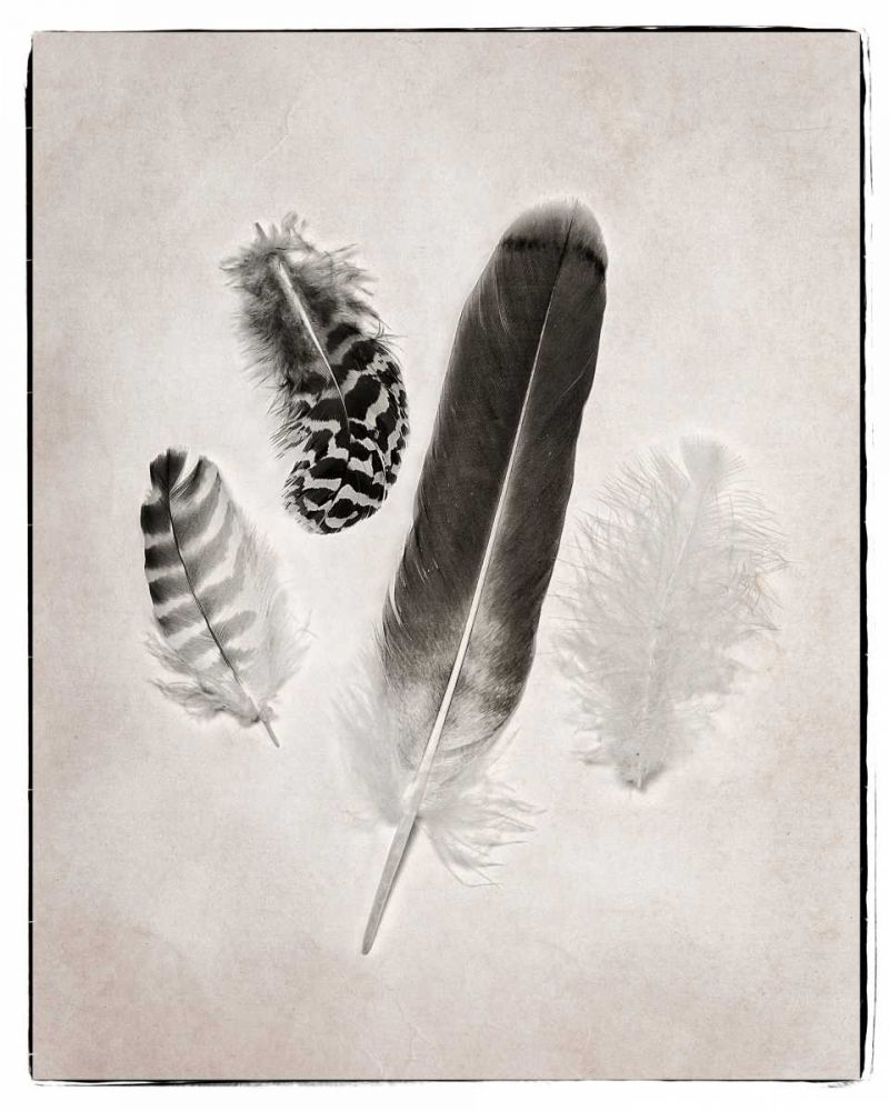 Feather Group I BW art print by Debra Van Swearingen for $57.95 CAD