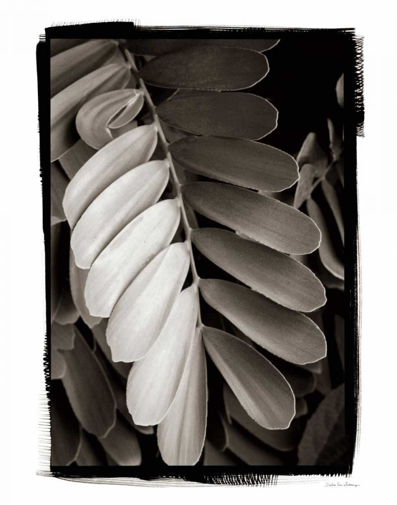 Tropical Plant I art print by Debra Van Swearingen for $57.95 CAD