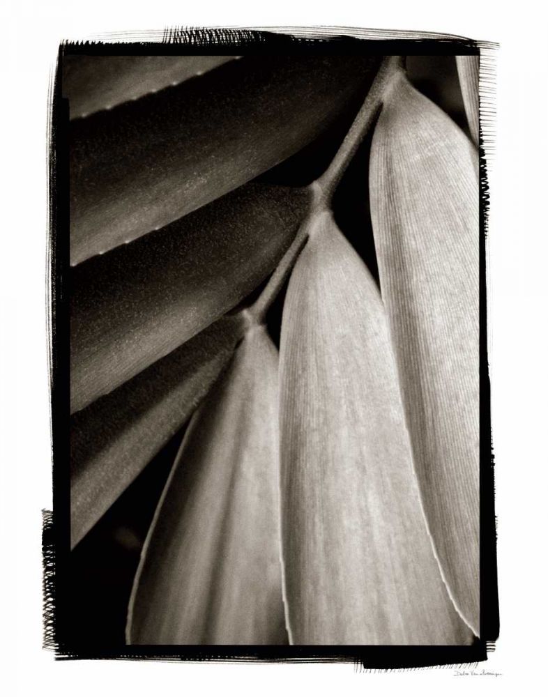 Tropical Plant II art print by Debra Van Swearingen for $57.95 CAD