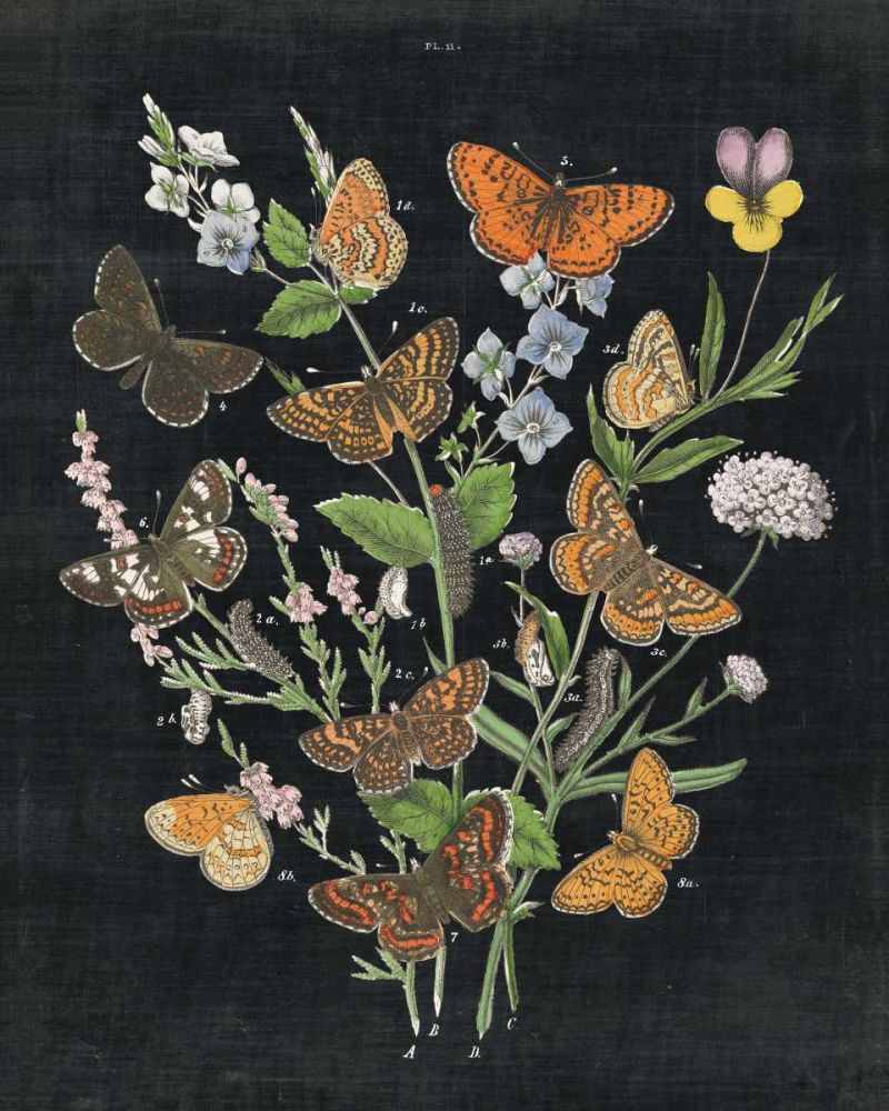 Butterfly Bouquet on Black I art print by Wild Apple Portfolio for $57.95 CAD