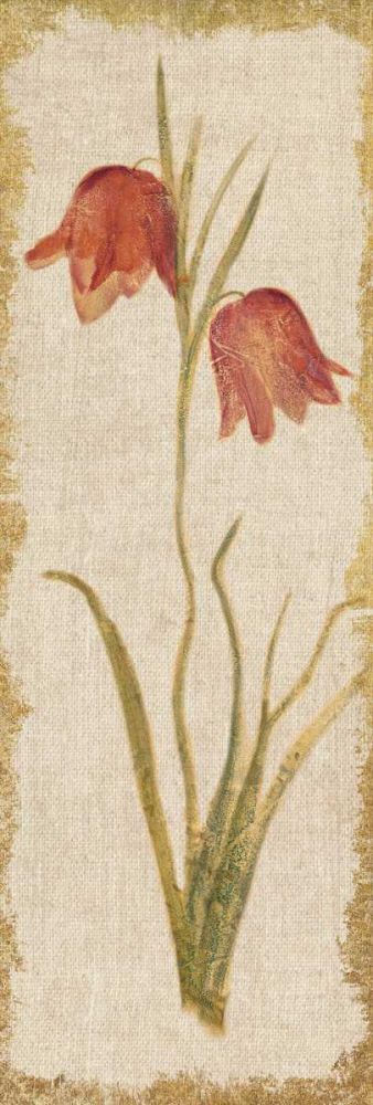 Red Tulip Panel on White Vintage art print by Cheri Blum for $57.95 CAD
