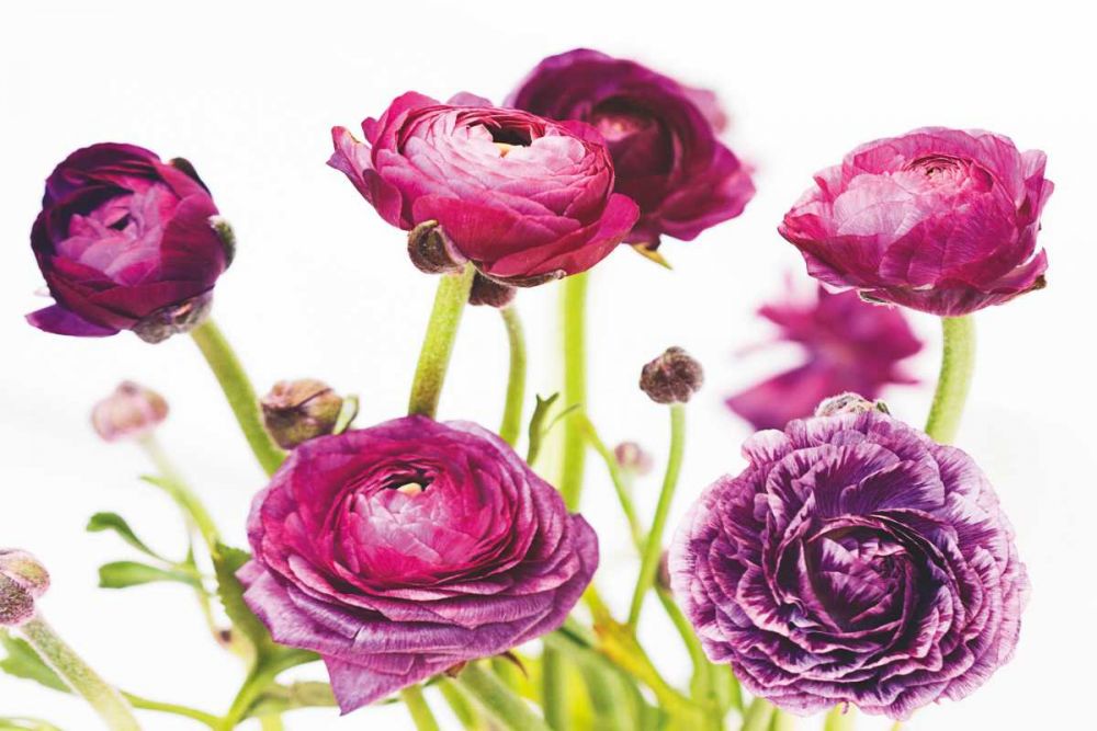 Spring Ranunculus III art print by Laura Marshall for $57.95 CAD