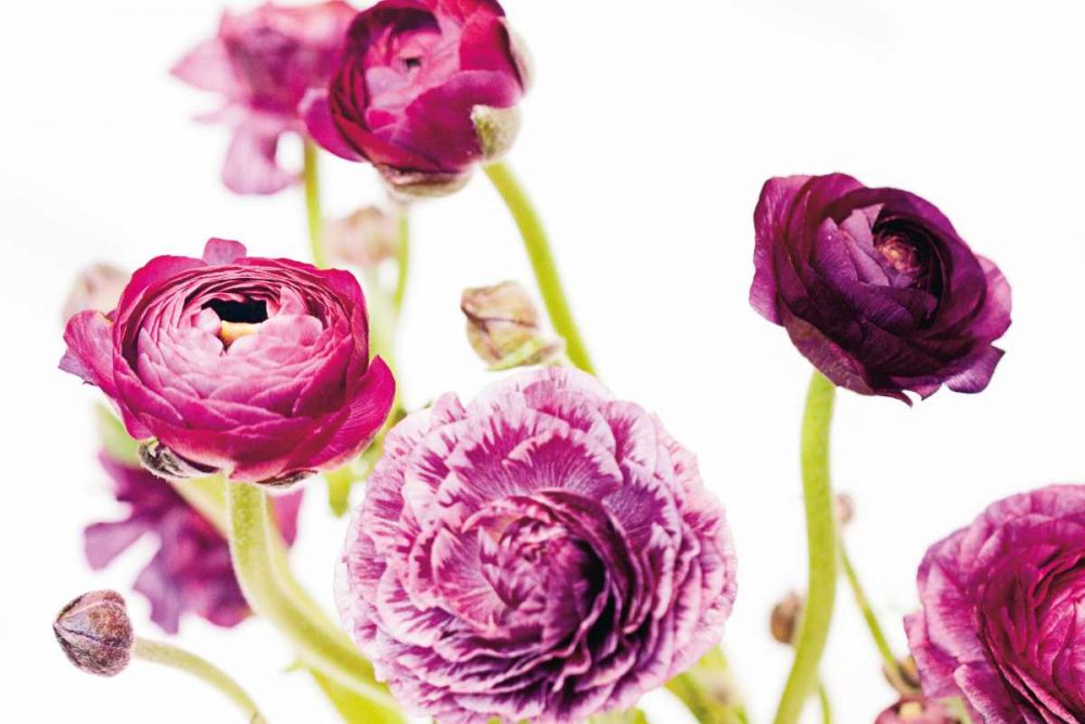 Spring Ranunculus IV art print by Laura Marshall for $57.95 CAD