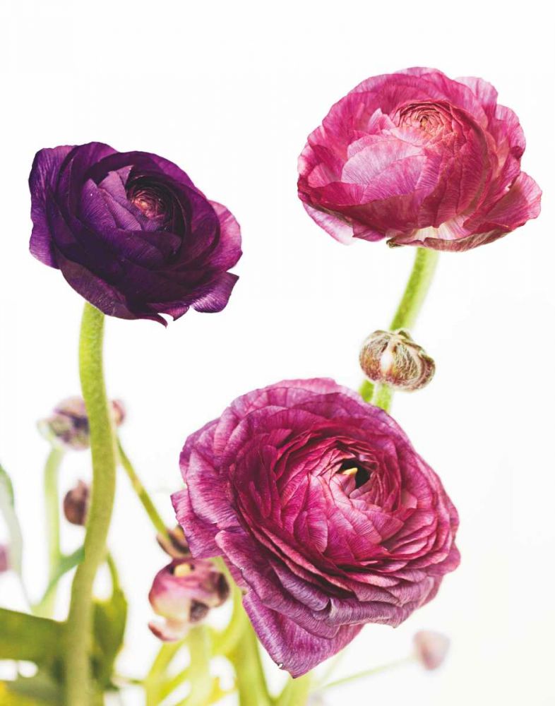 Spring Ranunculus V art print by Laura Marshall for $57.95 CAD