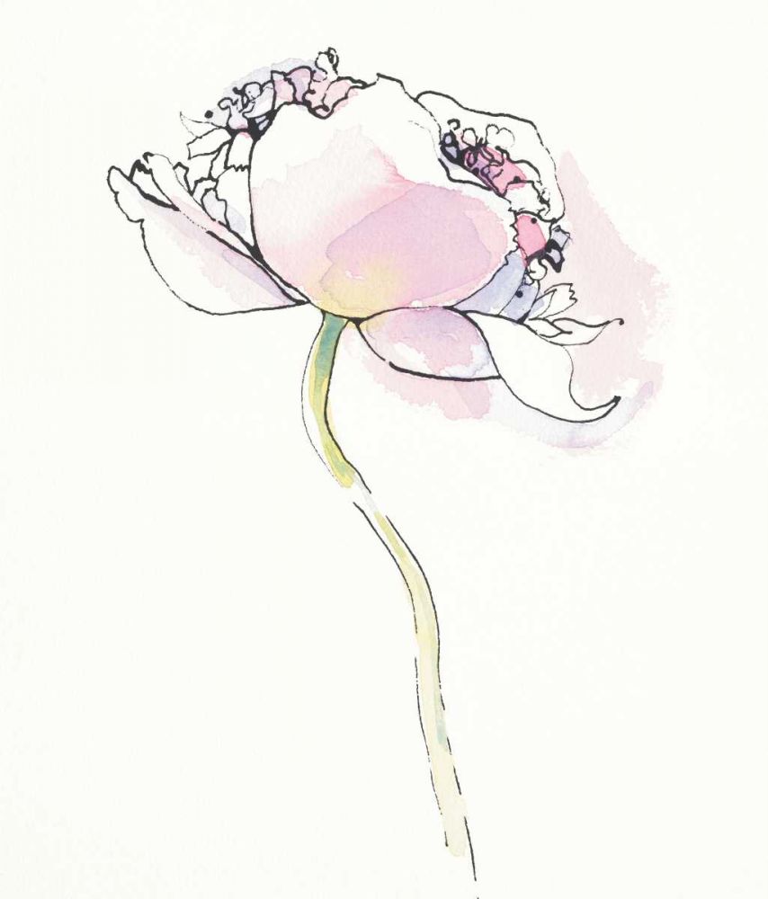 Single Pink Somniferums I on White art print by Shirley Novak for $57.95 CAD