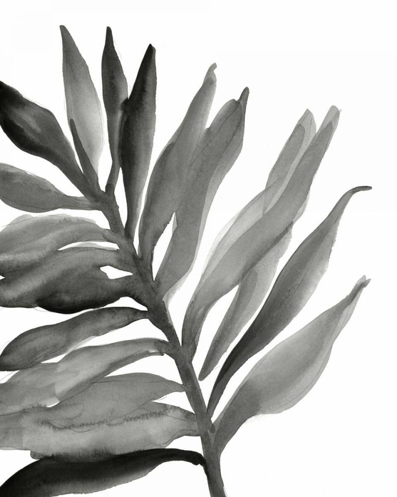 Tropical Palm III BW art print by Chris Paschke for $57.95 CAD