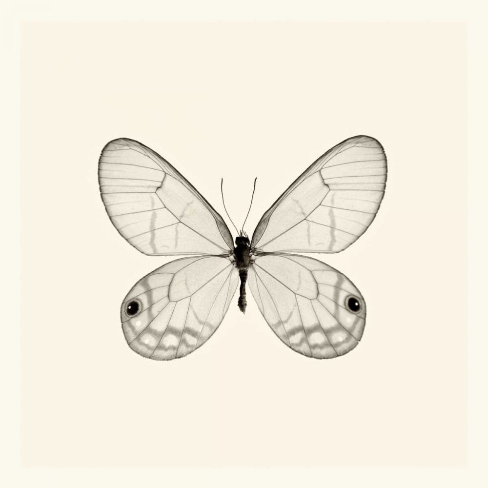 Butterfly I BW Crop art print by Debra Van Swearingen for $57.95 CAD