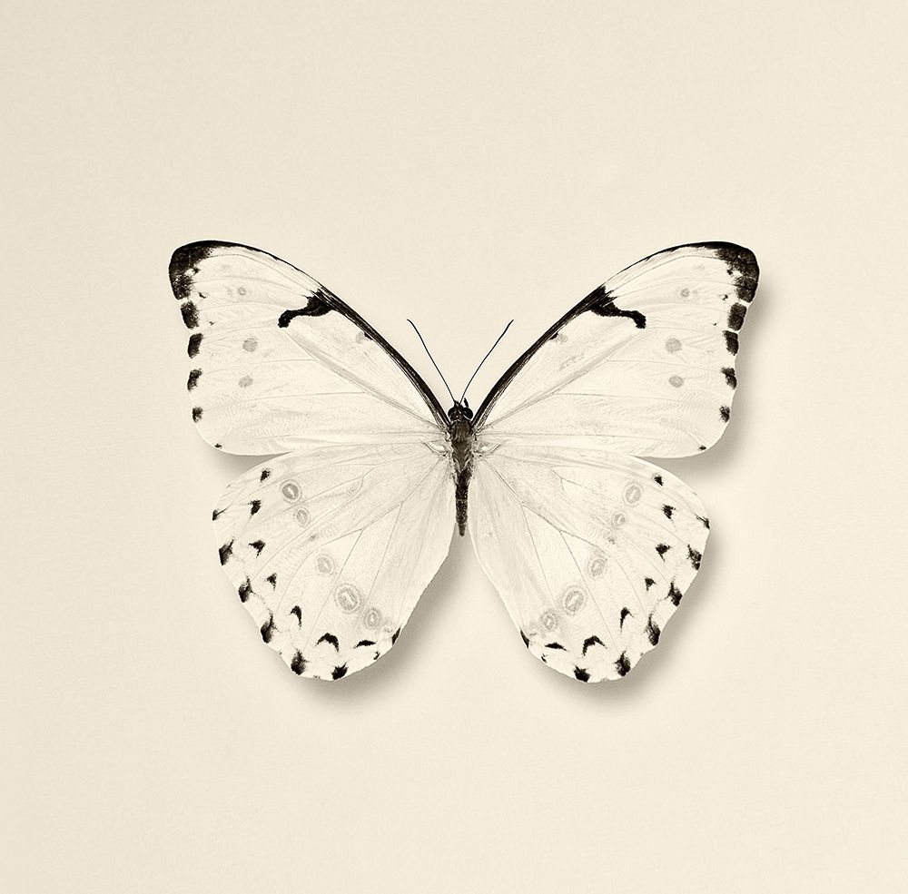 Butterfly II BW Crop art print by Debra Van Swearingen for $57.95 CAD