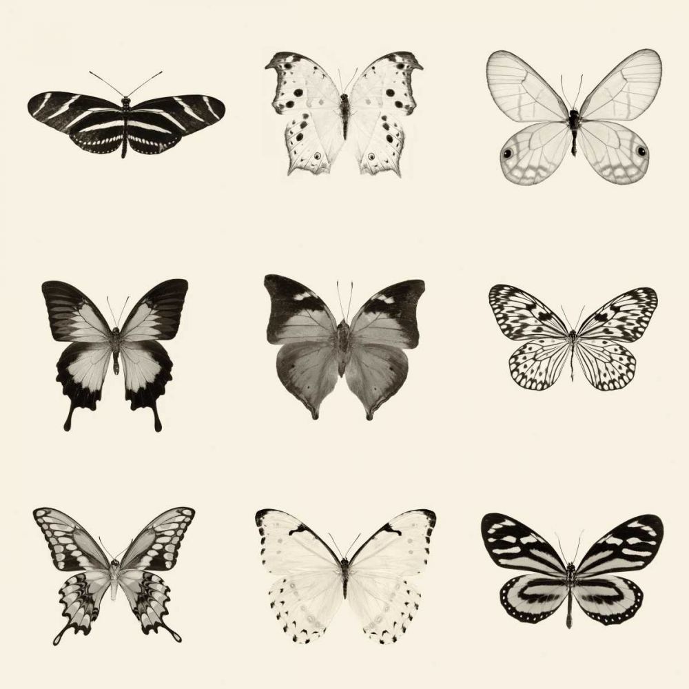 Butterfly BW 9 Patch art print by Debra Van Swearingen for $57.95 CAD