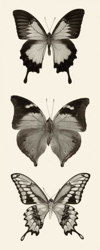 Butterfly BW Panel I art print by Debra Van Swearingen for $57.95 CAD