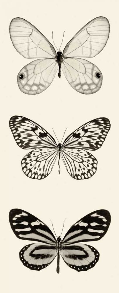 Butterfly BW Panel II art print by Debra Van Swearingen for $57.95 CAD