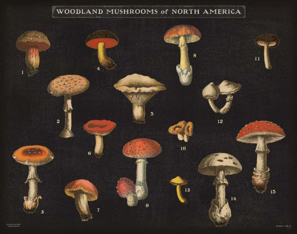 Mushroom Chart I art print by Wild Apple Portfolio for $57.95 CAD