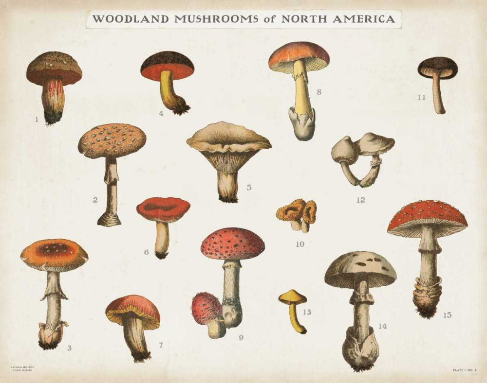 Mushroom Chart I light art print by Wild Apple Portfolio for $57.95 CAD