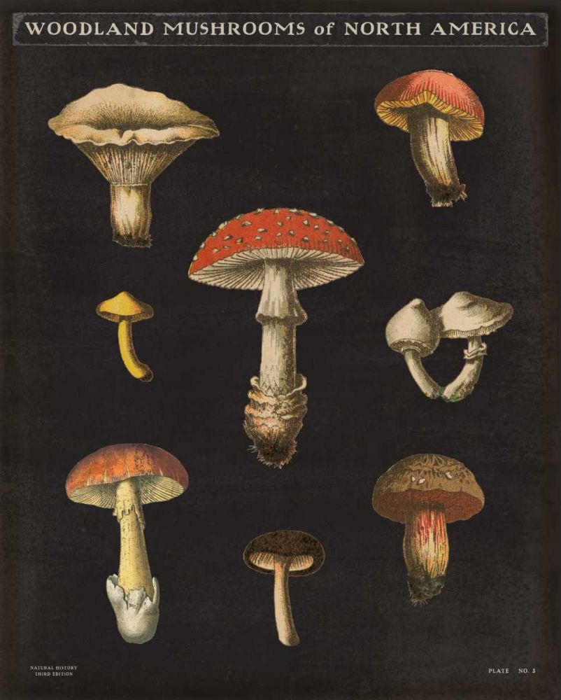 Mushroom Chart II art print by Wild Apple Portfolio for $57.95 CAD