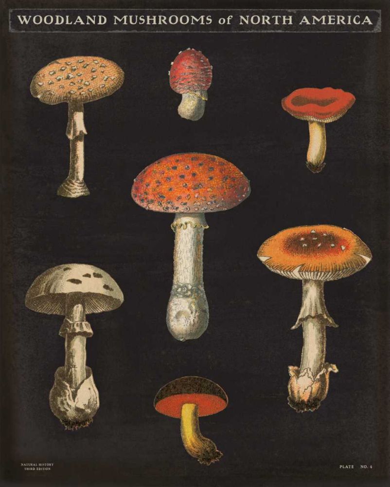 Mushroom Chart III art print by Wild Apple Portfolio for $57.95 CAD