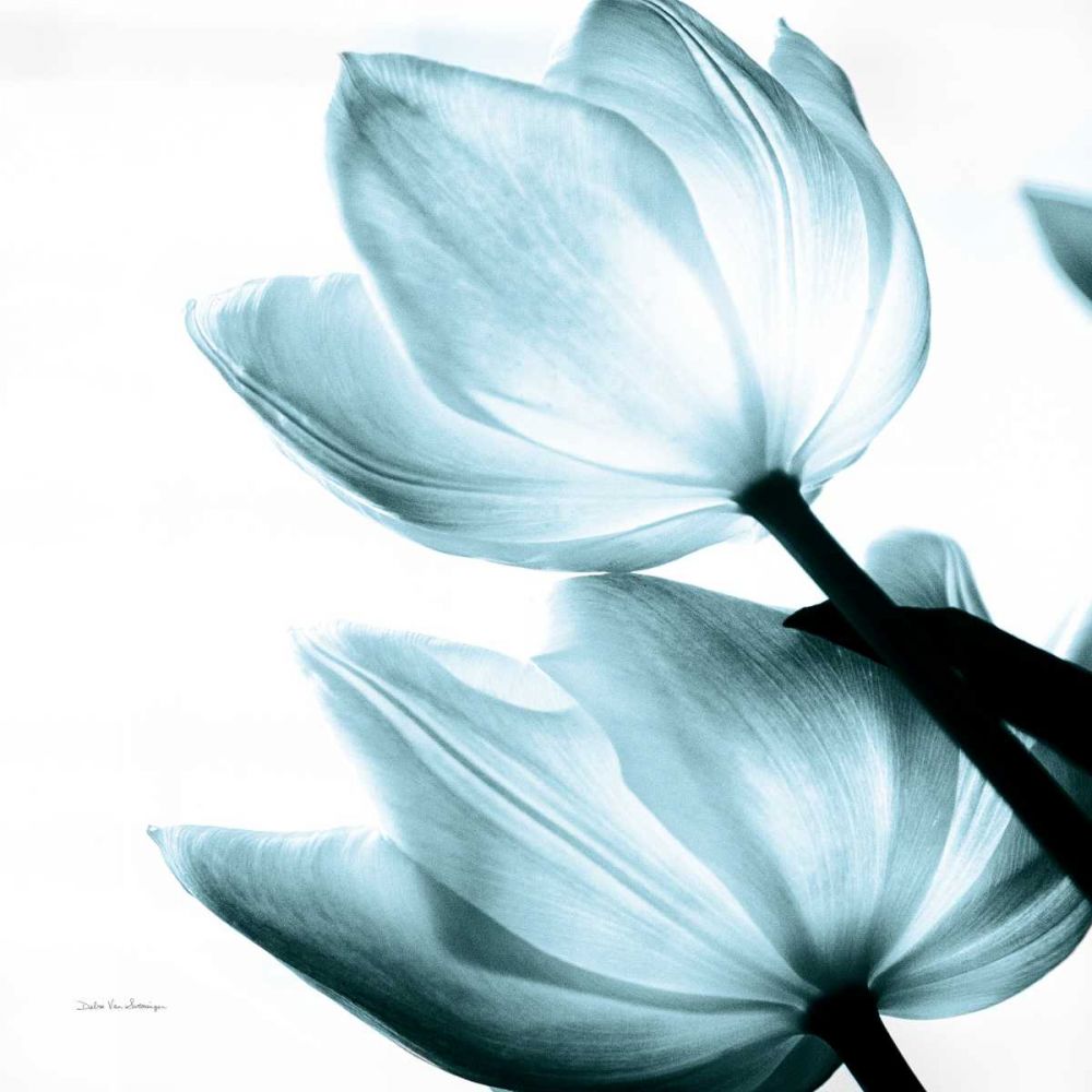 Translucent Tulips II Sq Aqua Crop art print by Debra Van Swearingen for $57.95 CAD